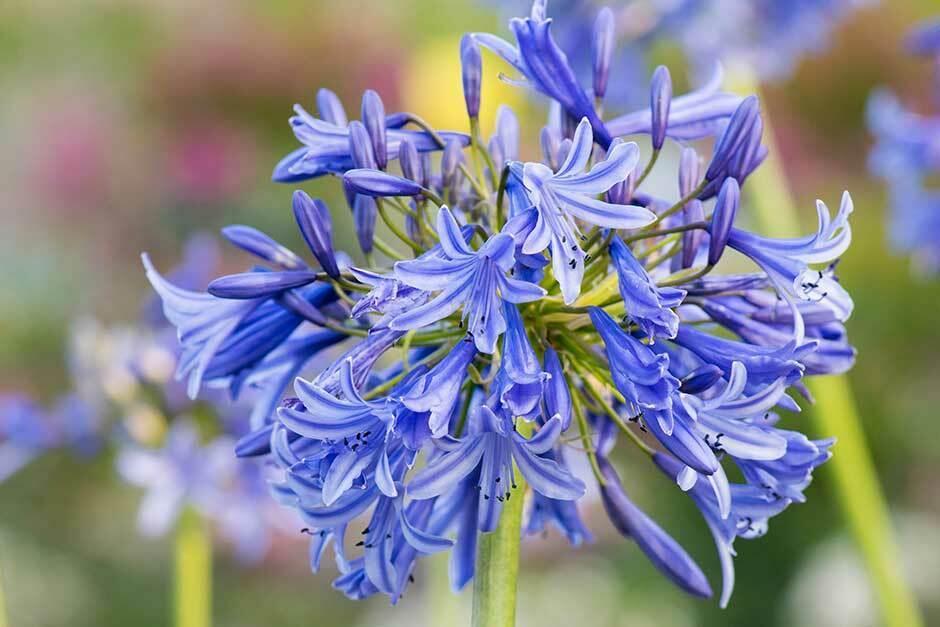 Agapanthus (Blue Lily of the Nile)