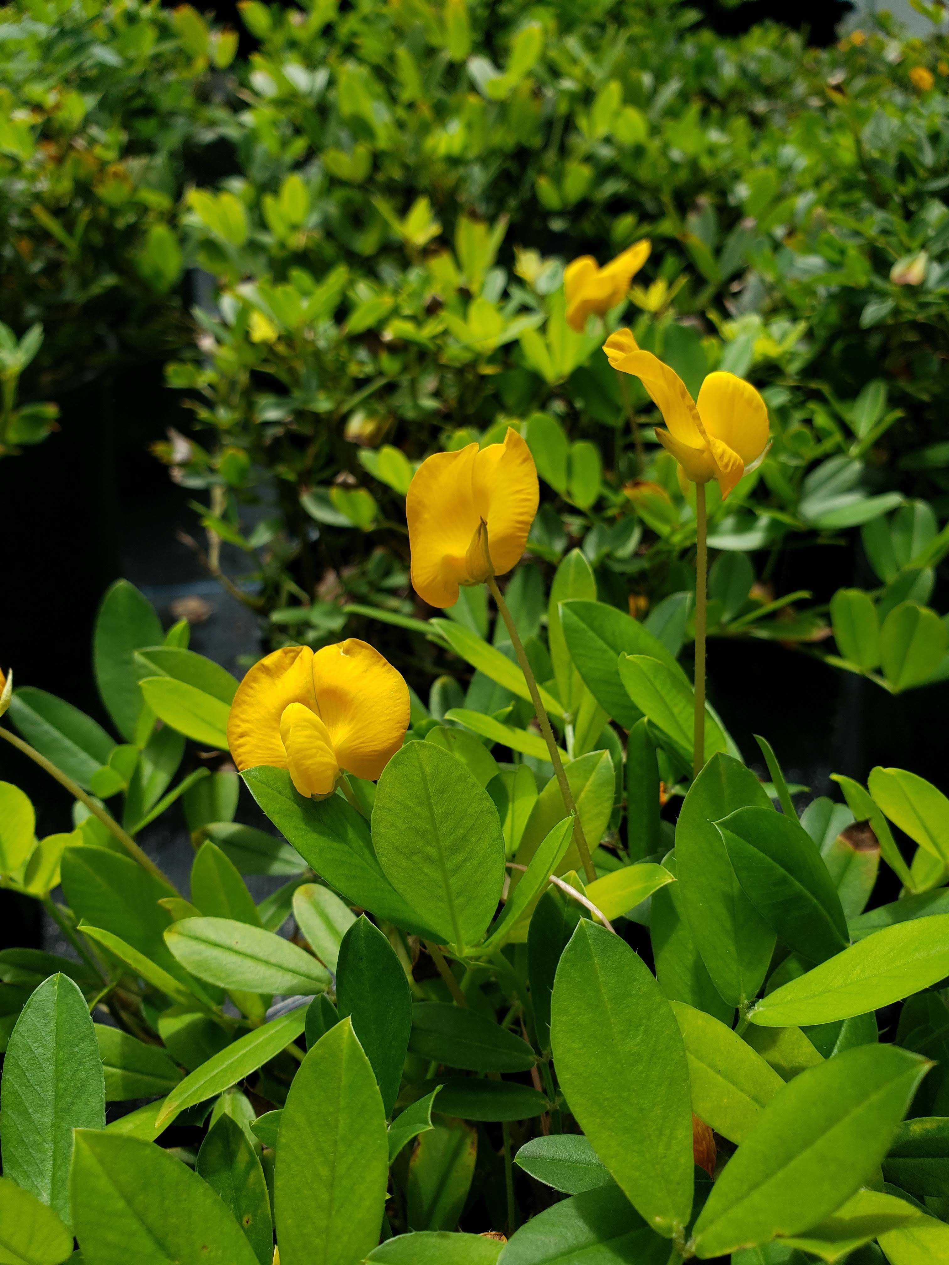 Non-Native Groundcovers