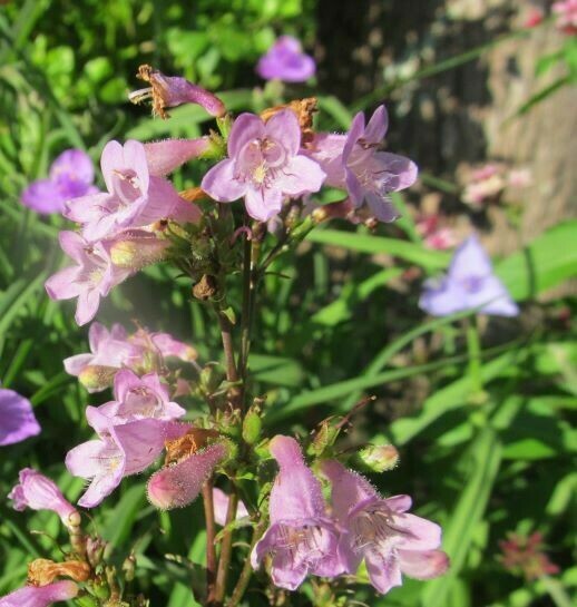 Eastern Smooth Beardtongue