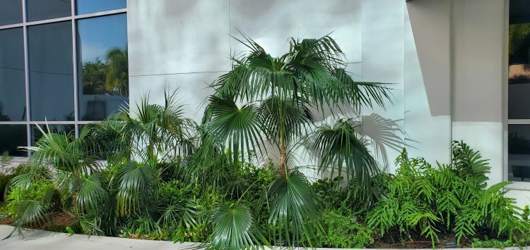 Florida Silver Palm