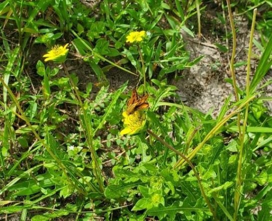 Florida Green-eyes (Green eyes)