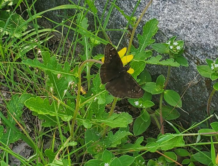 Florida Green-eyes (Green eyes)
