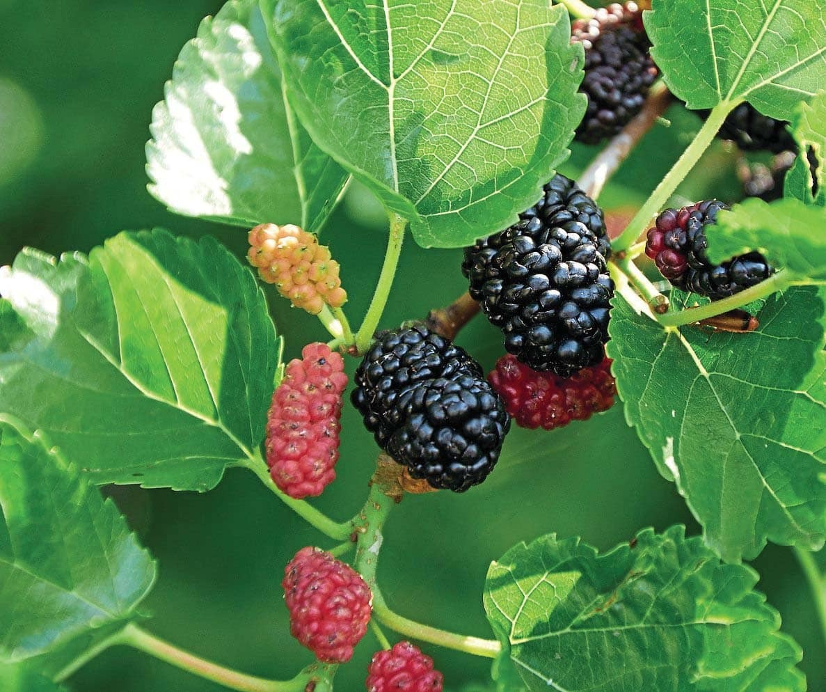 Black Mulberry