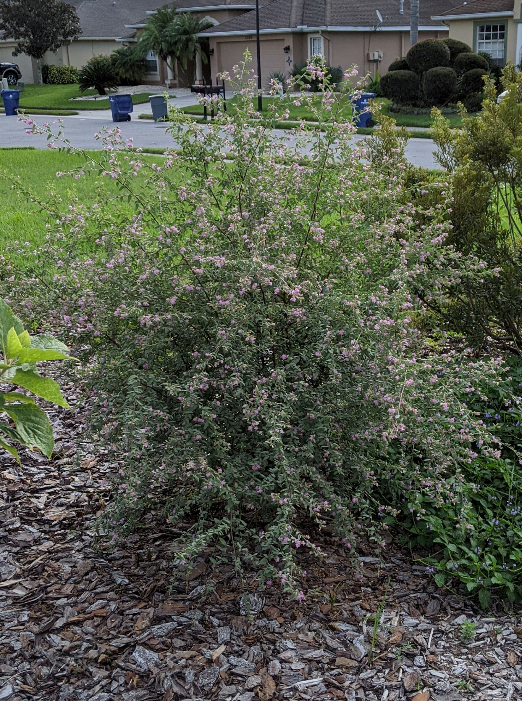 GrayLeaf (Teabush)