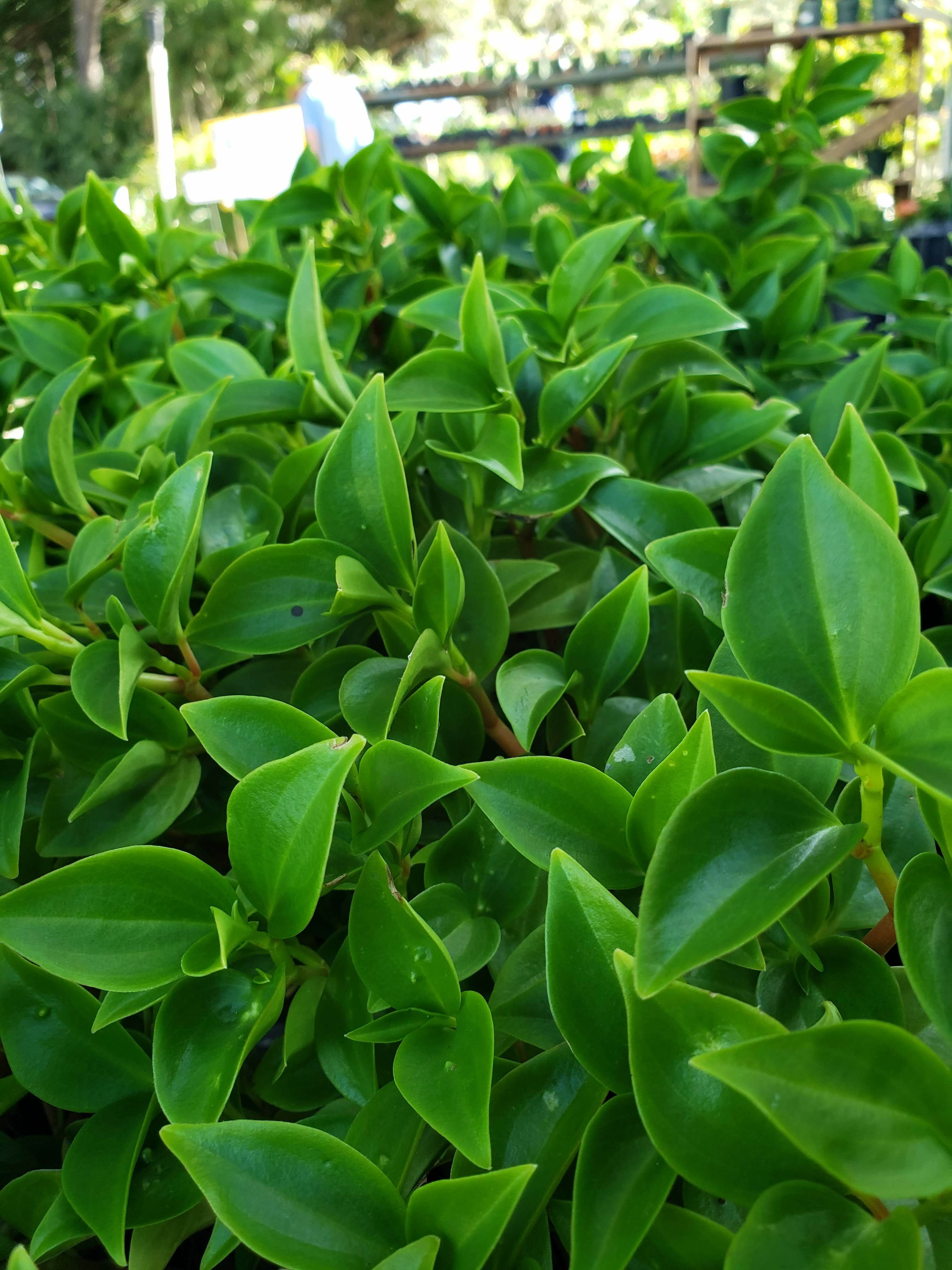 Cypress Peperomia