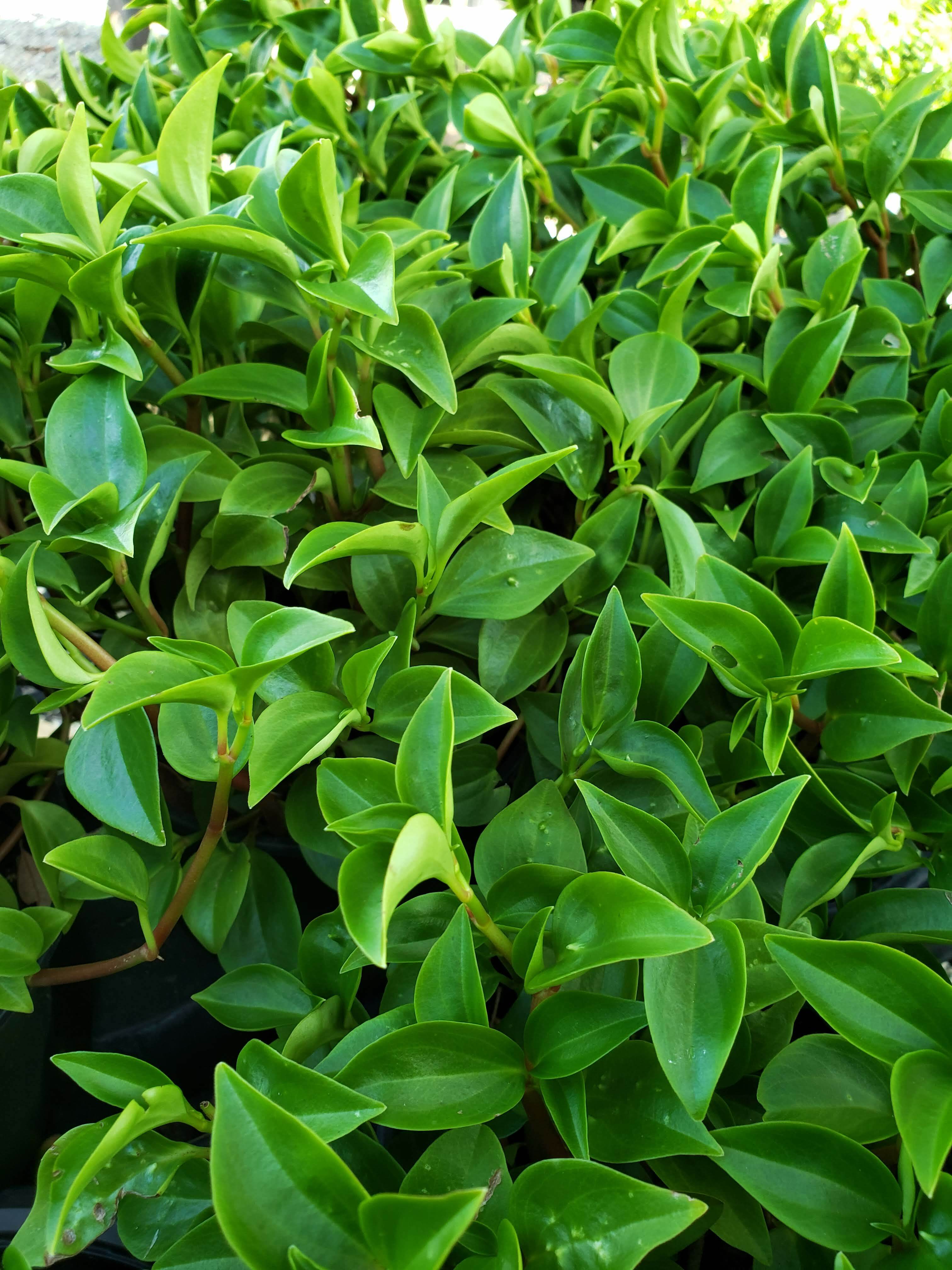 Cypress Peperomia