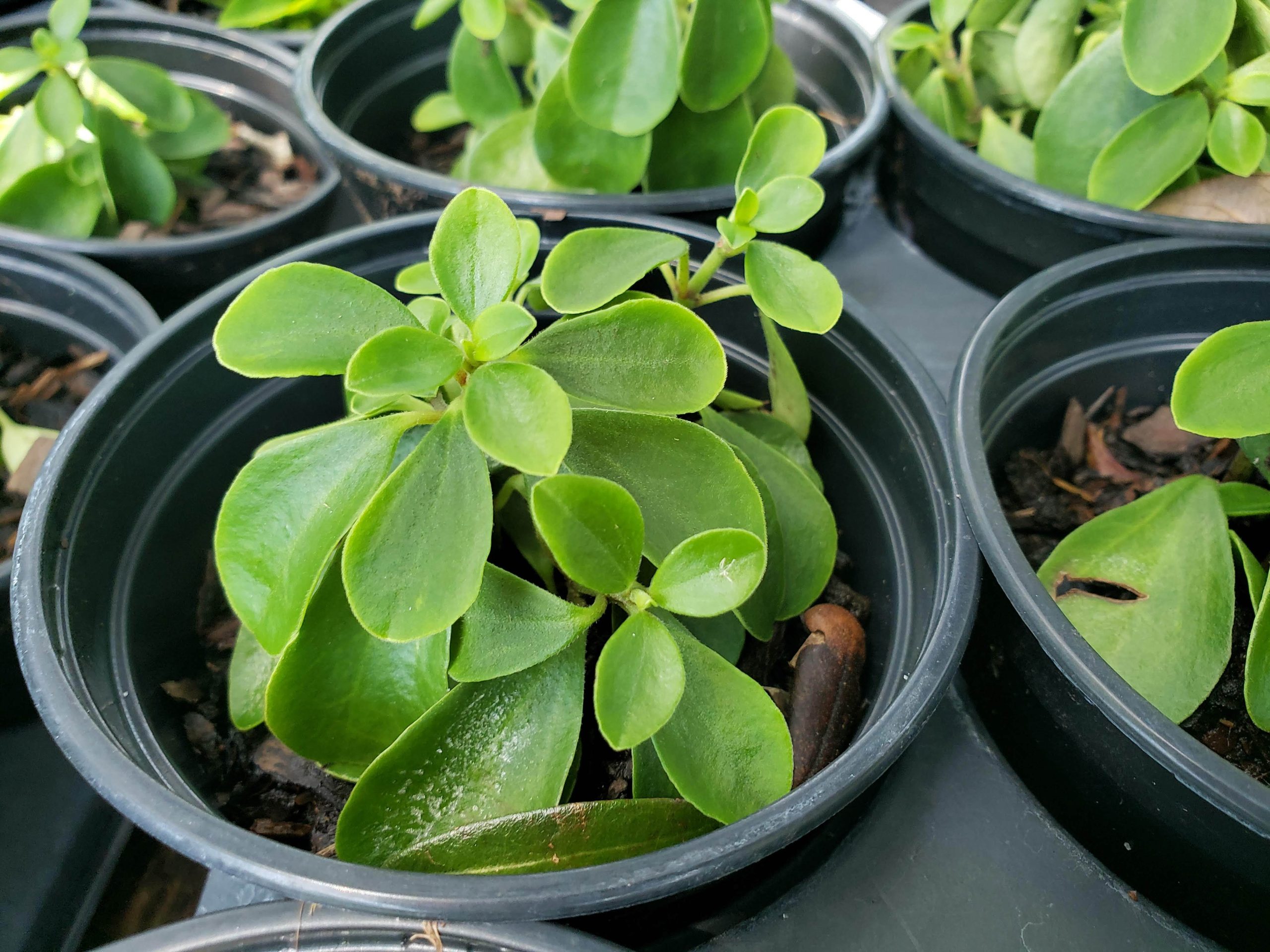 Fuzzy Peperomia