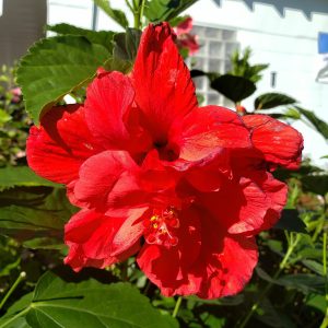 Hibiscus (Exotic)