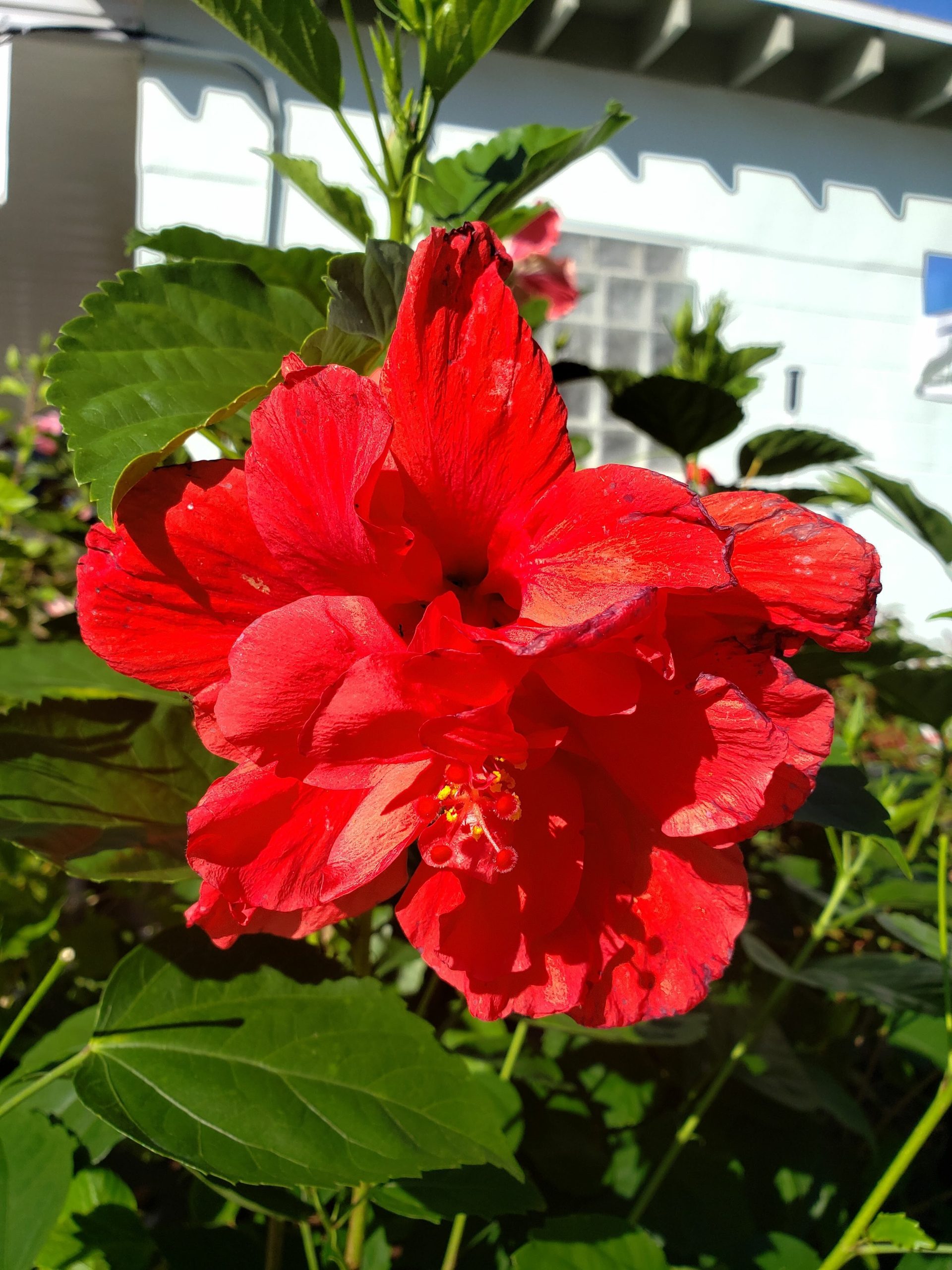 Hibiscus (Exotic)