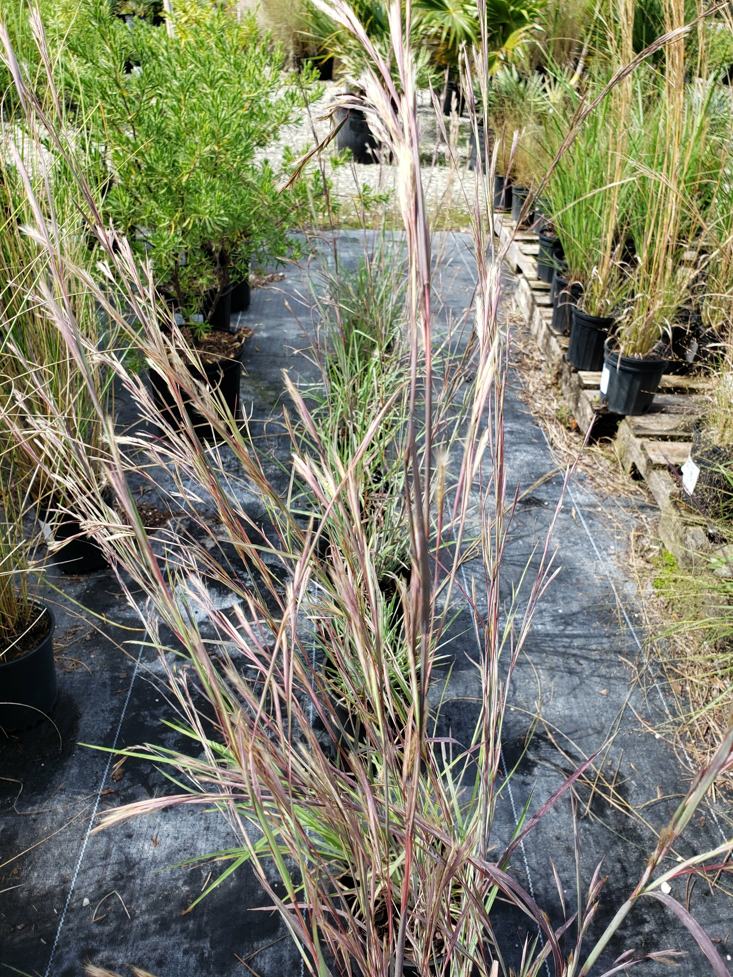 Chalky Bluestem