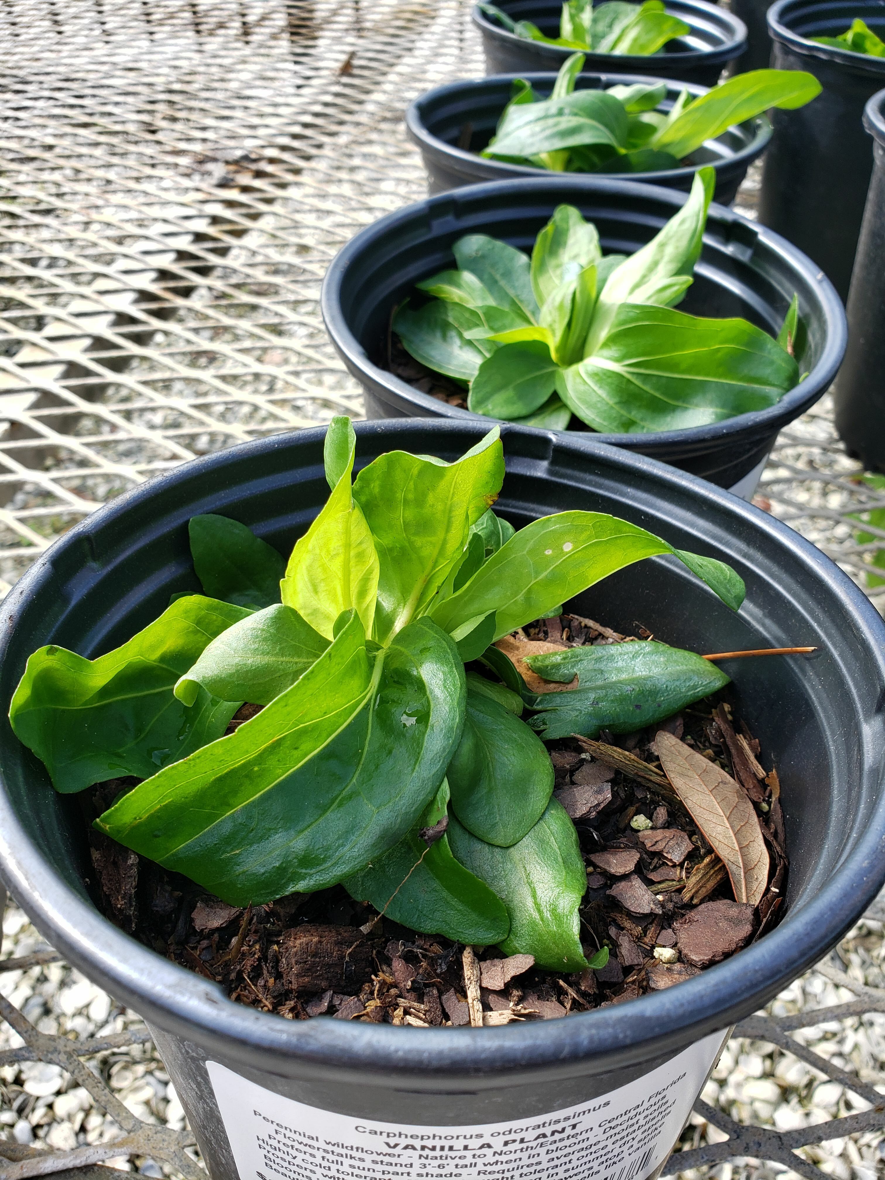 Vanillaleaf Vanilla Plant