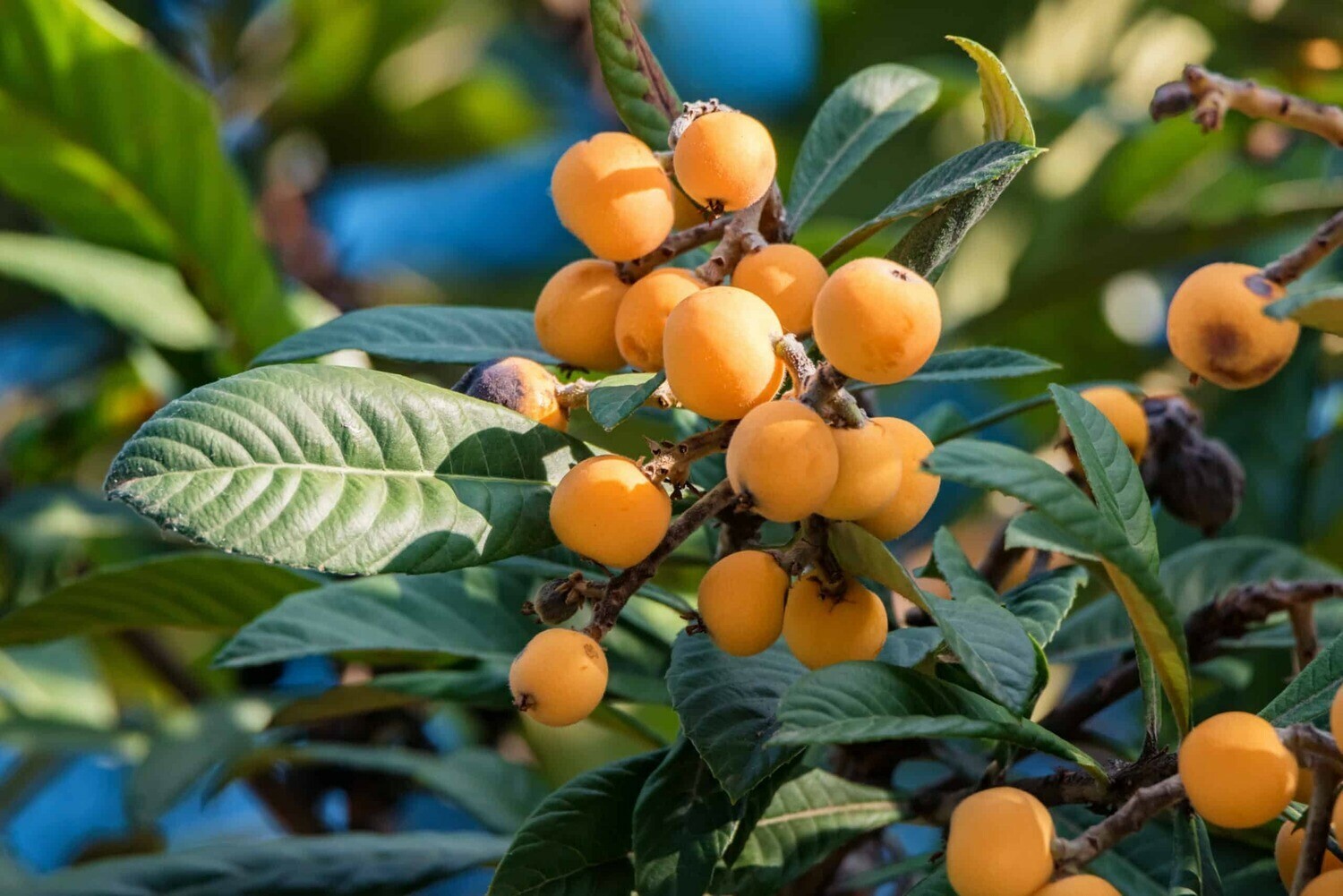 Loquat
