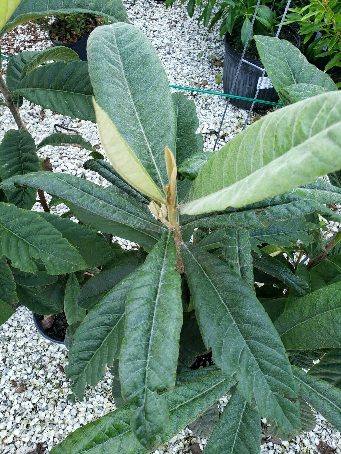 Loquat