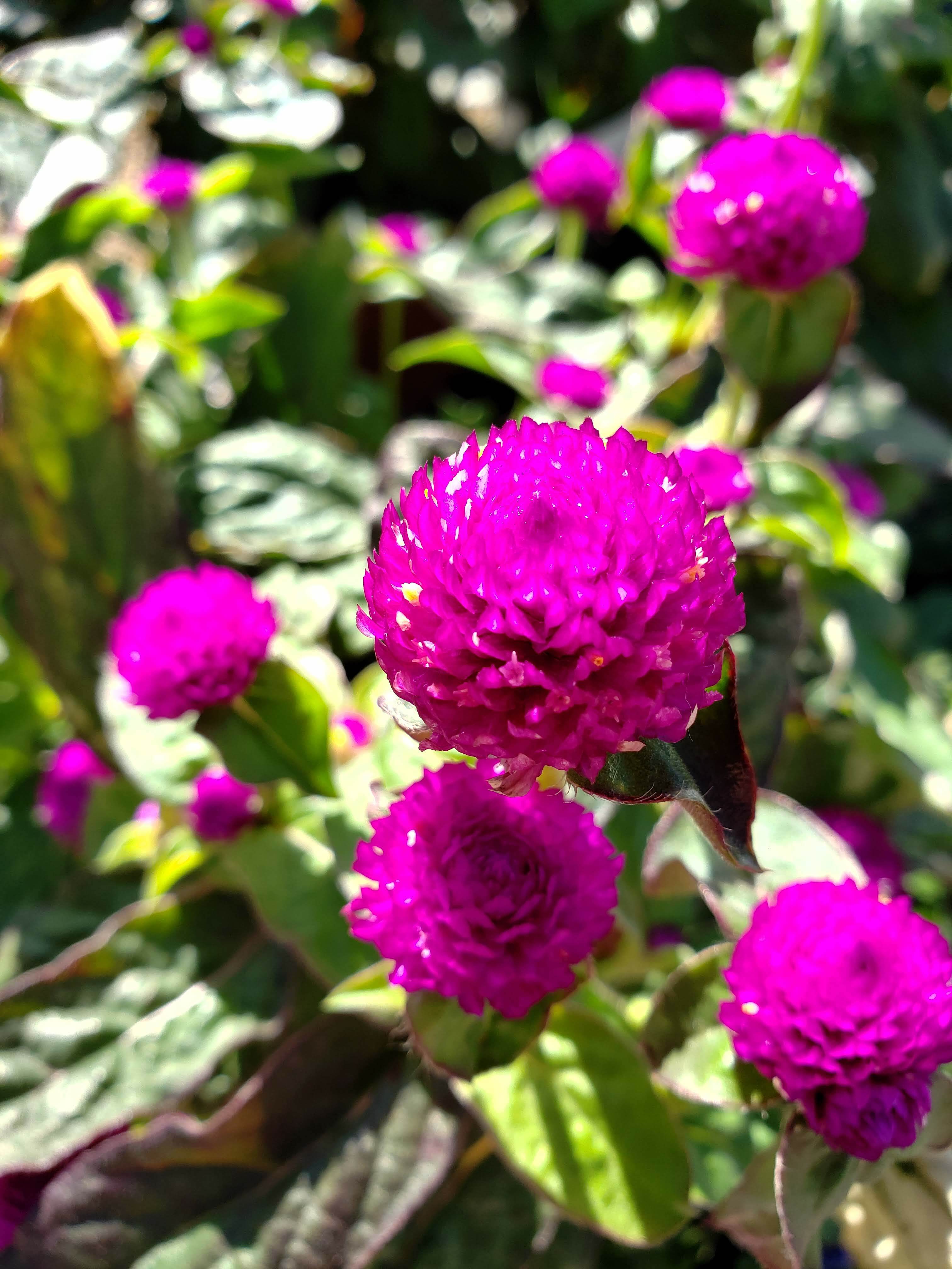 Ping Pong or Pinata Gomphrena
