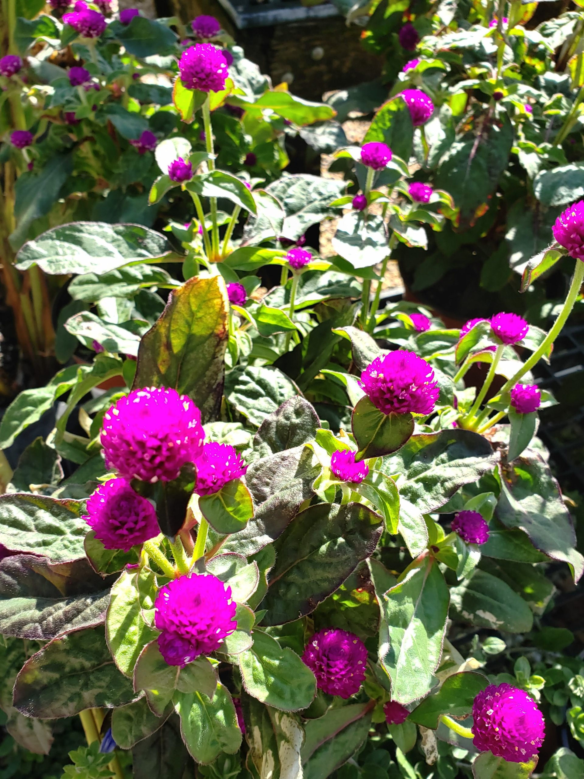 Ping Pong or Pinata Gomphrena