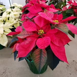Poinsettia
