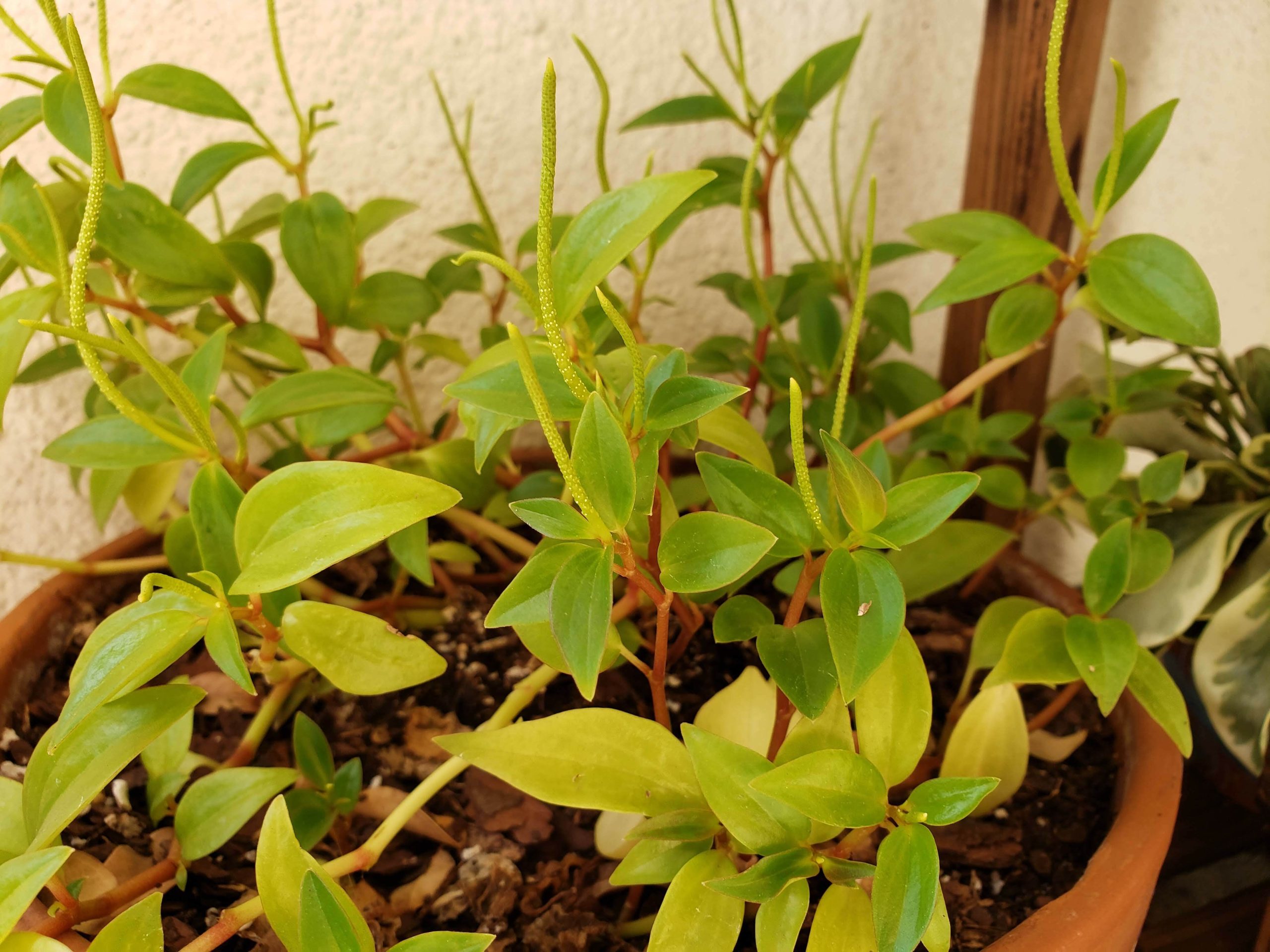 Cypress Peperomia
