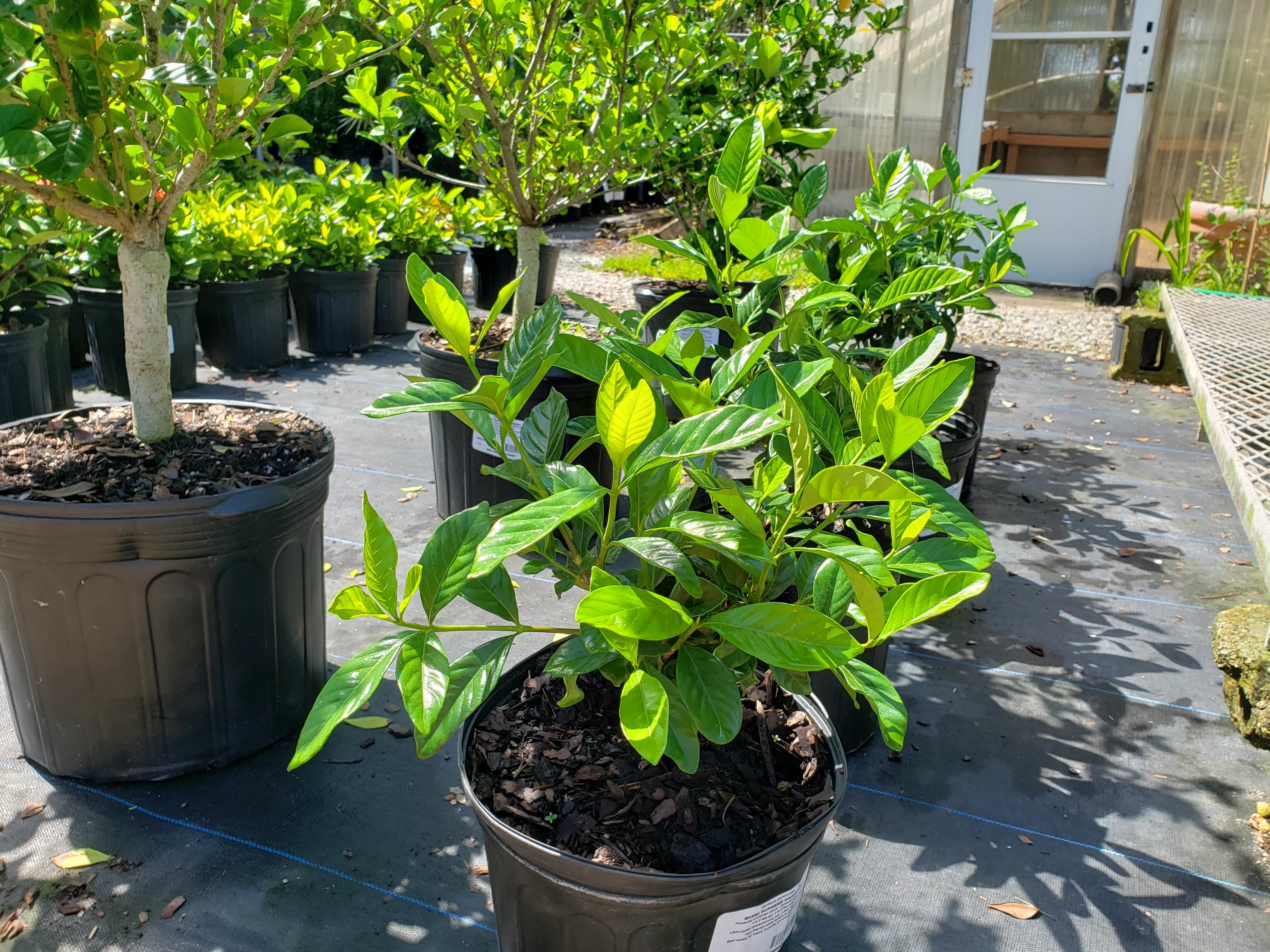Gardenia