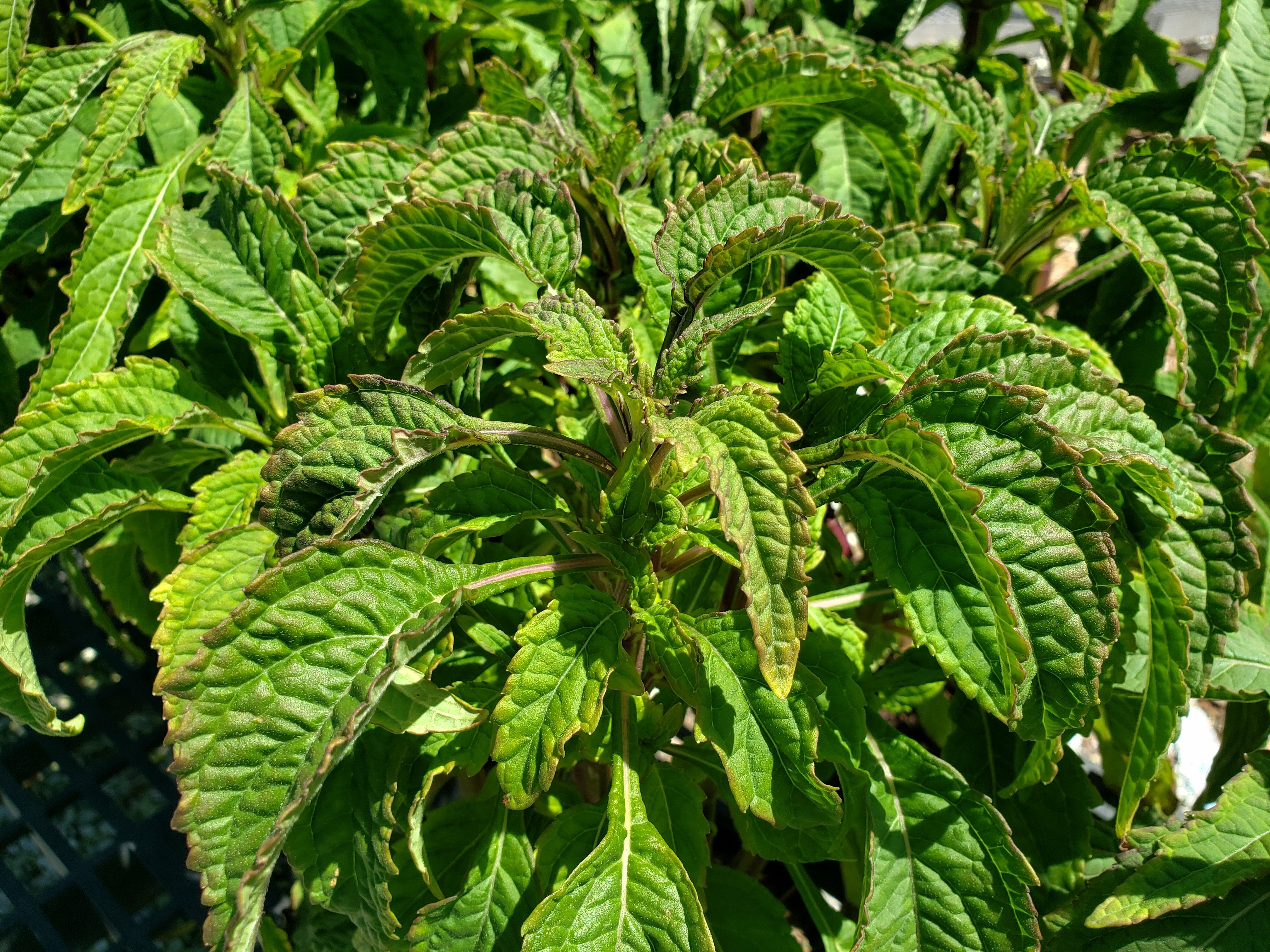 Clustered Bushmint