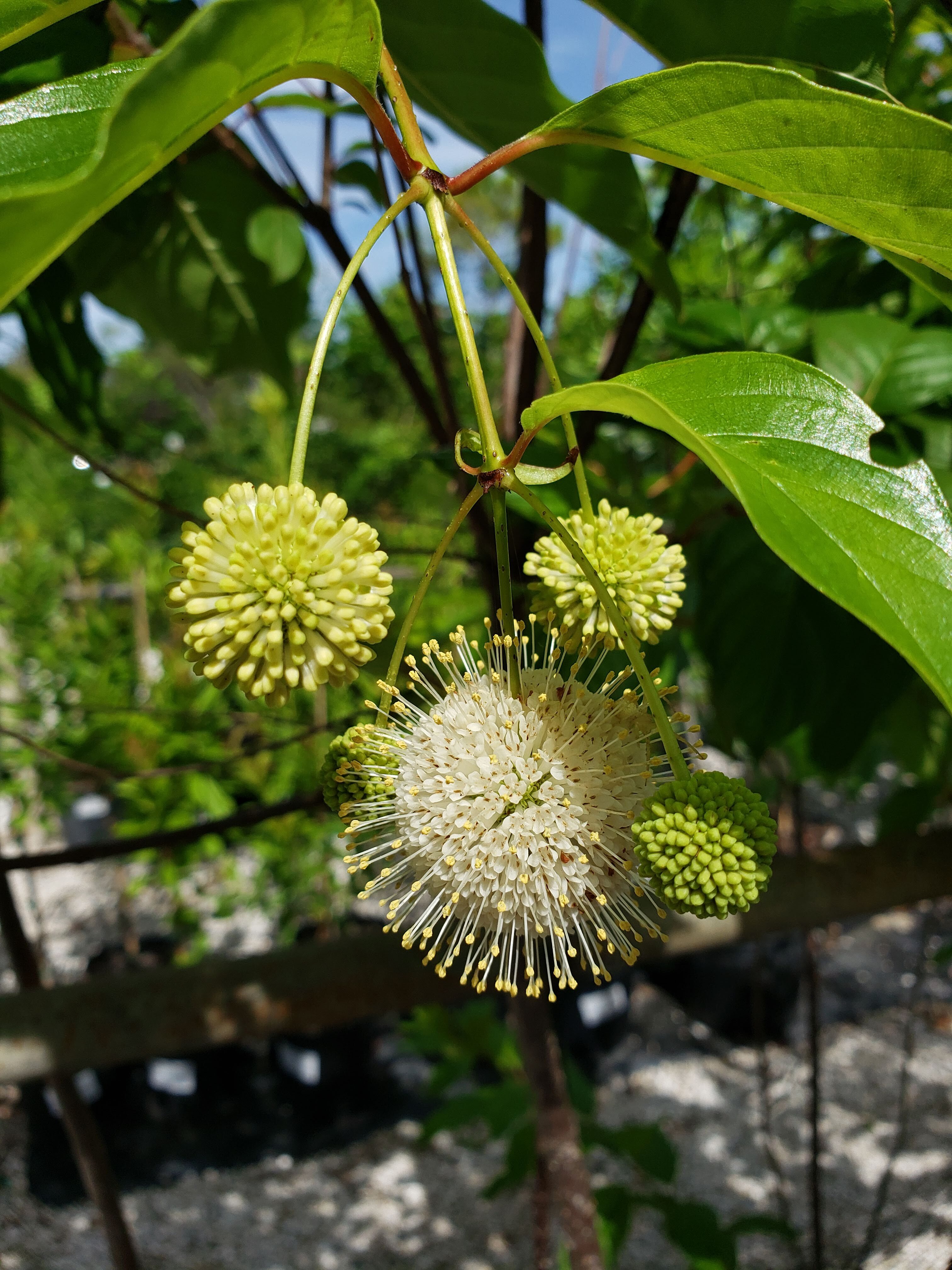 Buttonbush