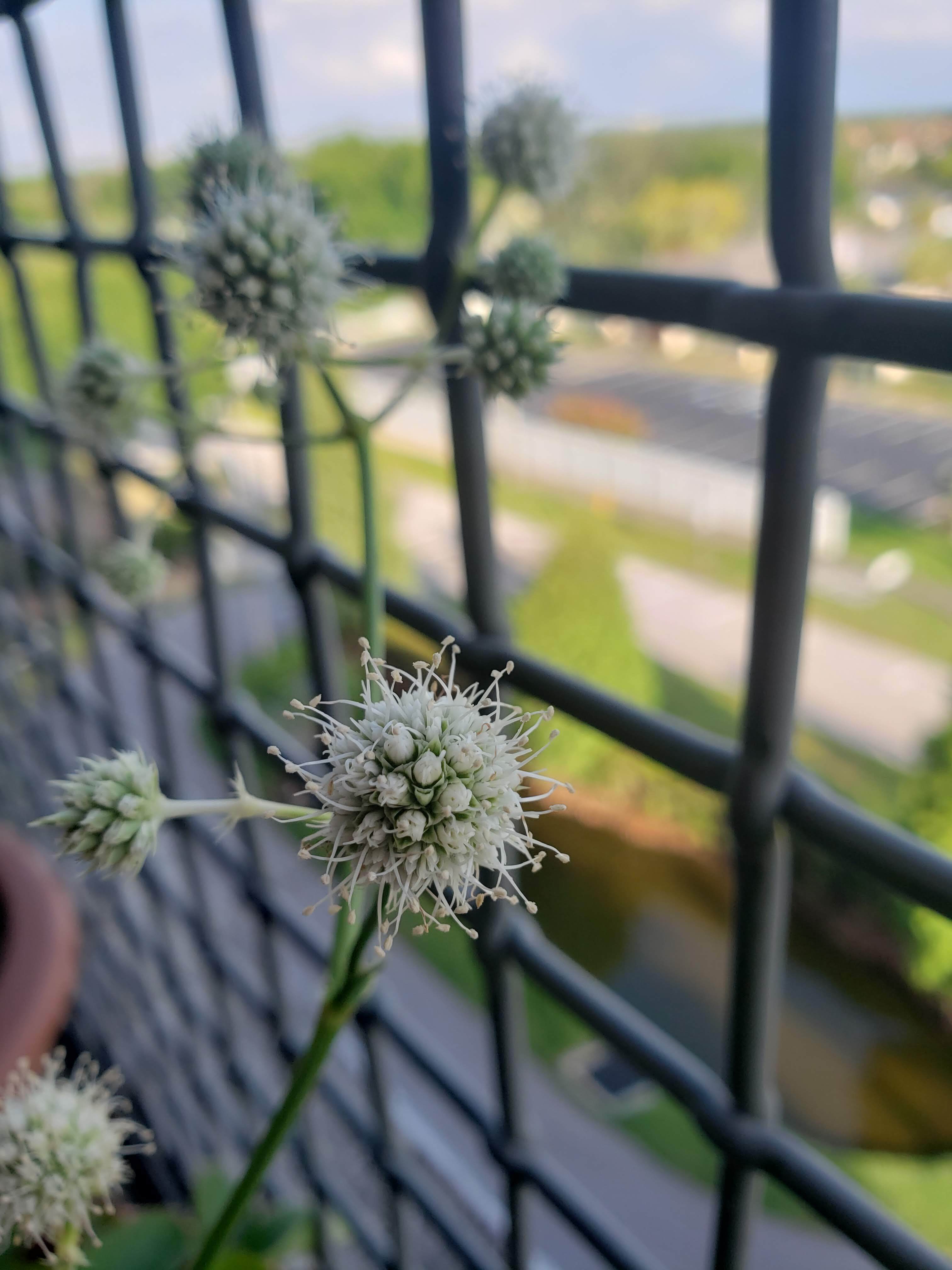 Button Rattlesnake Master
