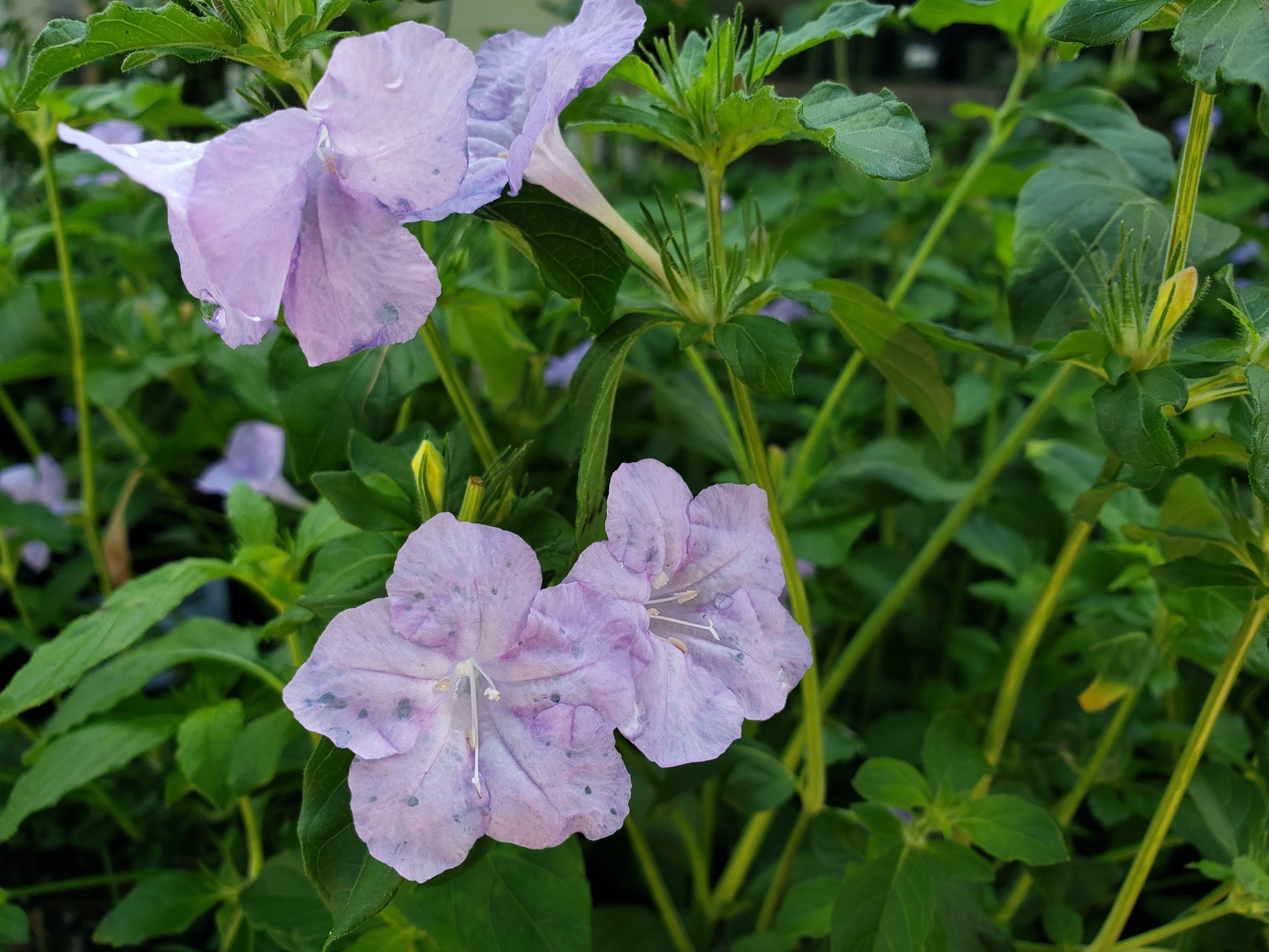 Wild Petunia