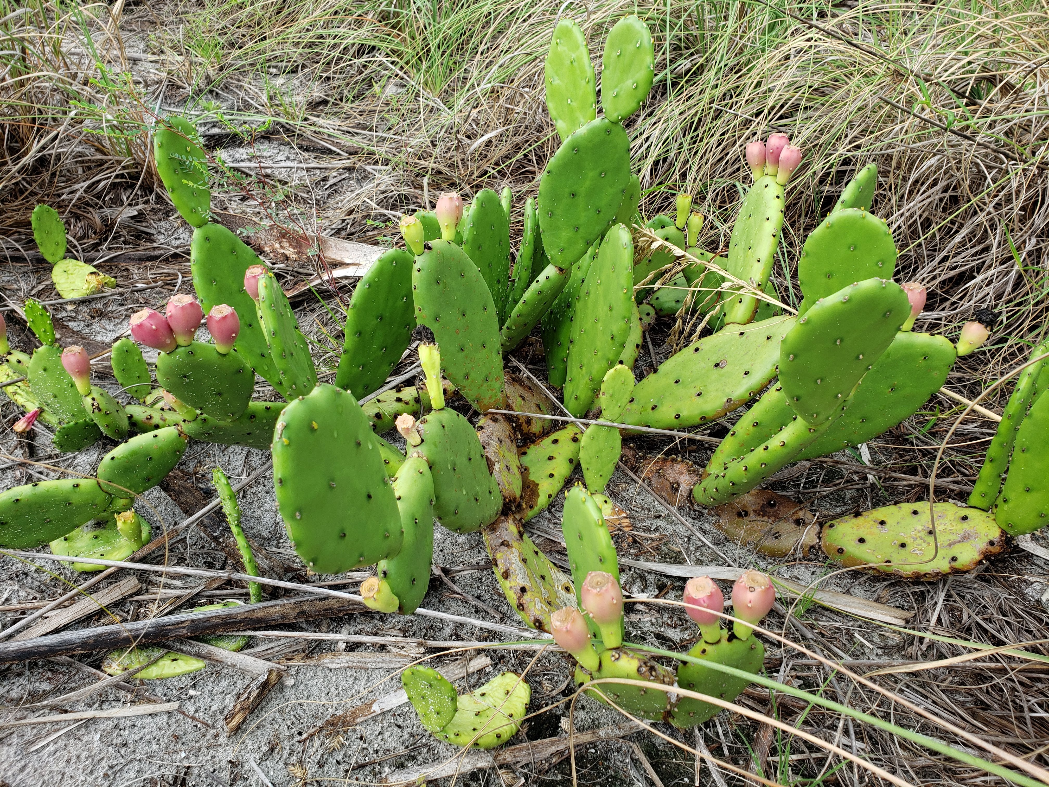 Prickly Pear Cactus