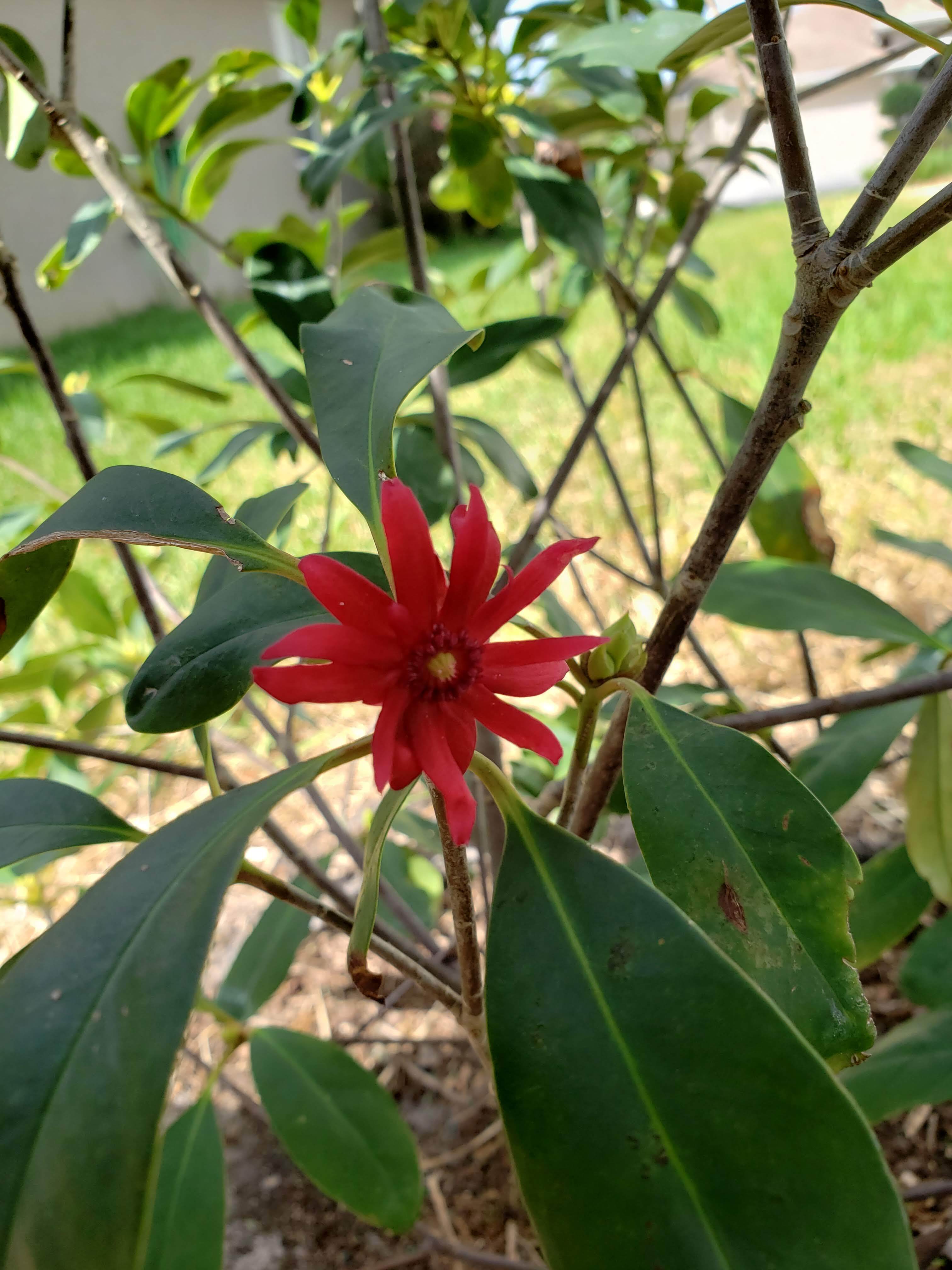 Florida Red Anise