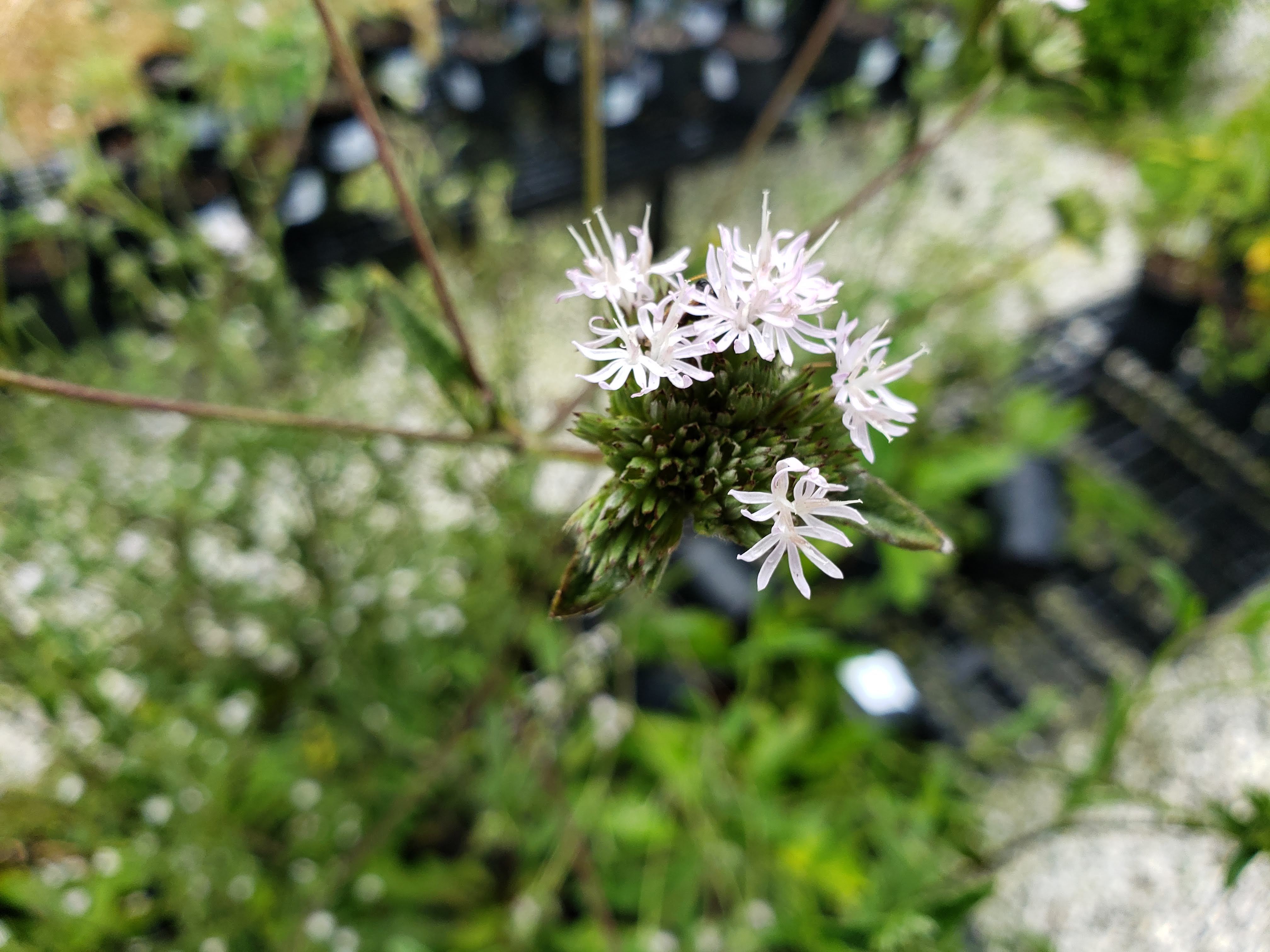 Carolina Elephant's Foot