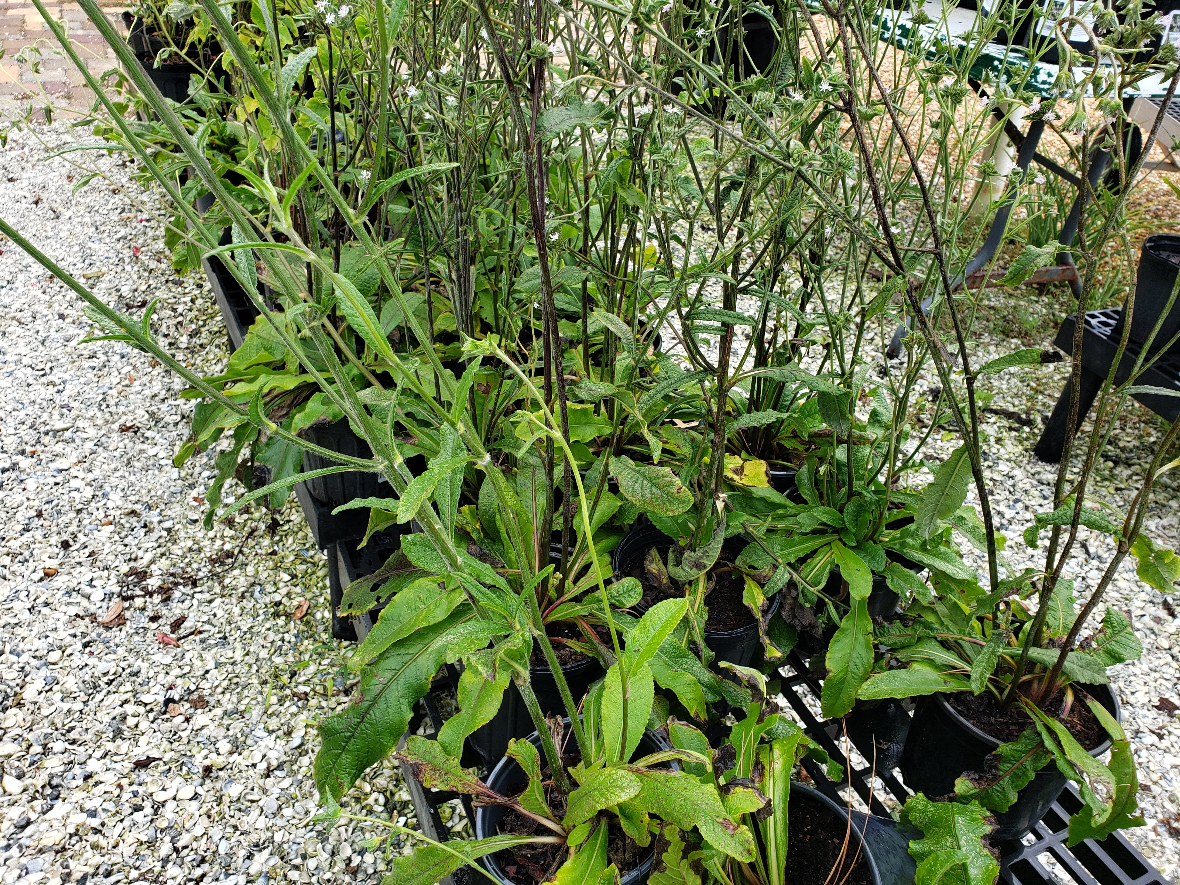 Carolina Elephant's Foot