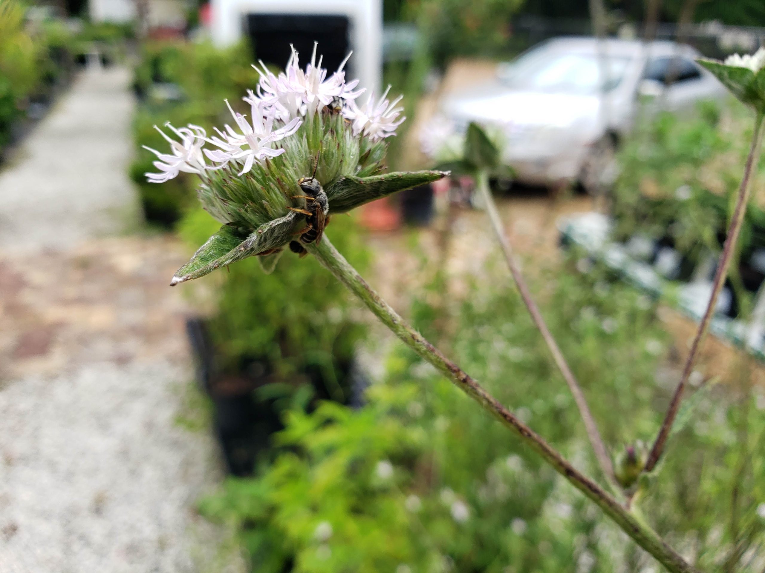 Carolina Elephant's Foot