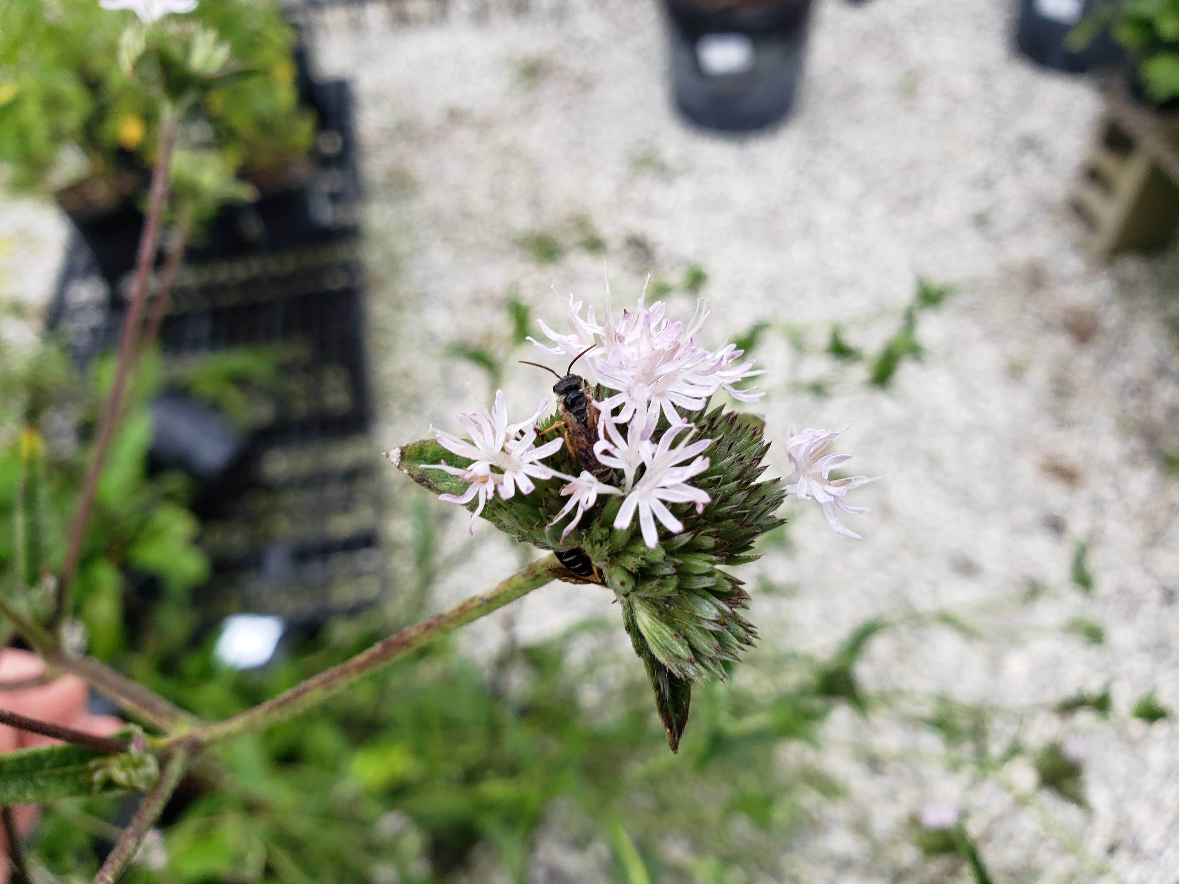 Carolina Elephant's Foot