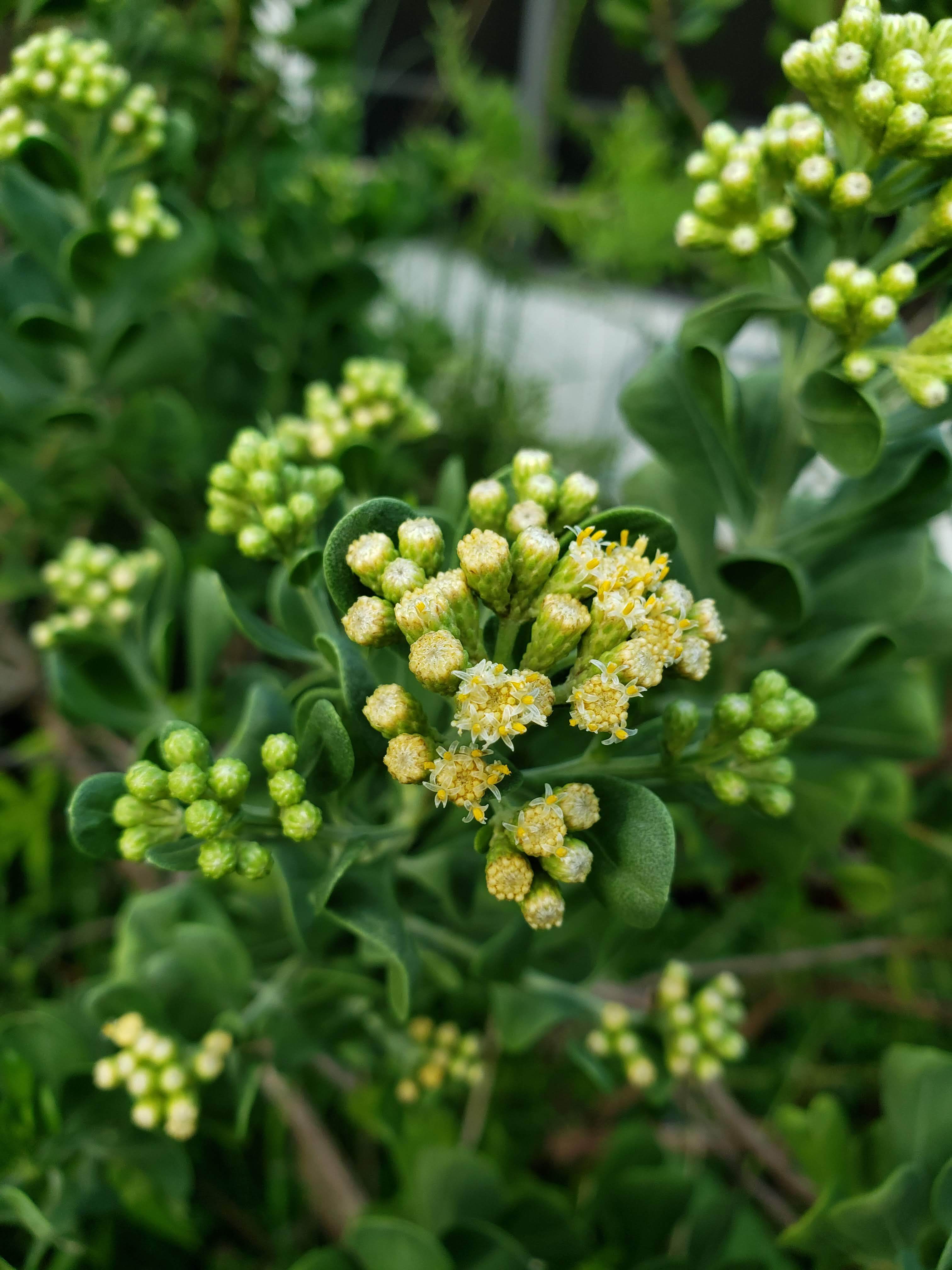Dwarf Saltbush