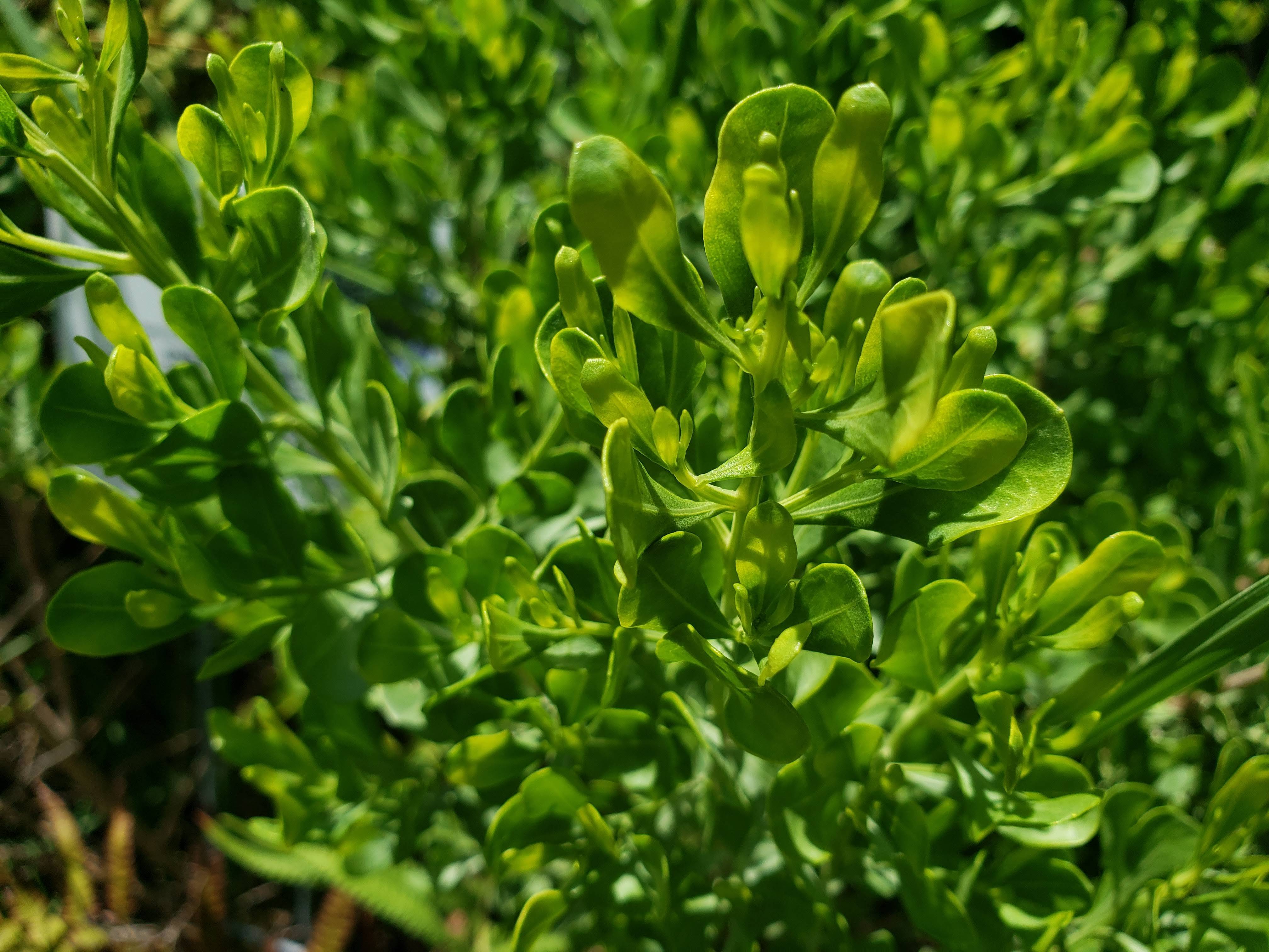 Dwarf Saltbush