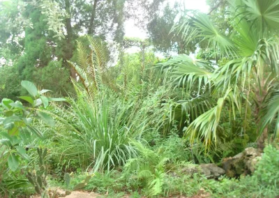 An urban oasis
