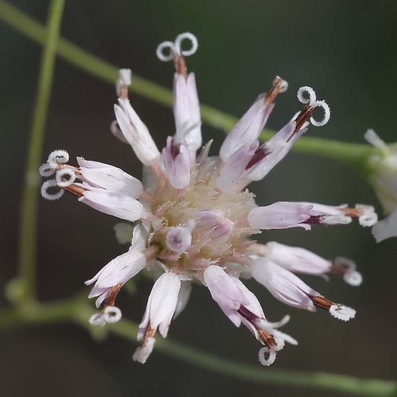 CoastalPlain Palafox