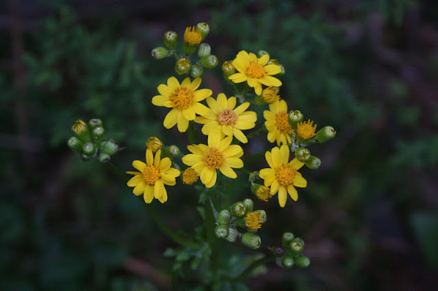 Golden Ragwort