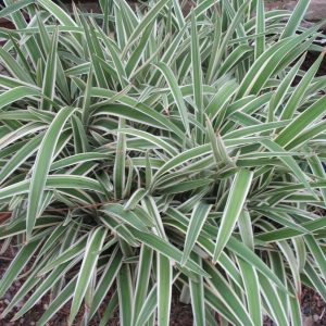 Flax Lily