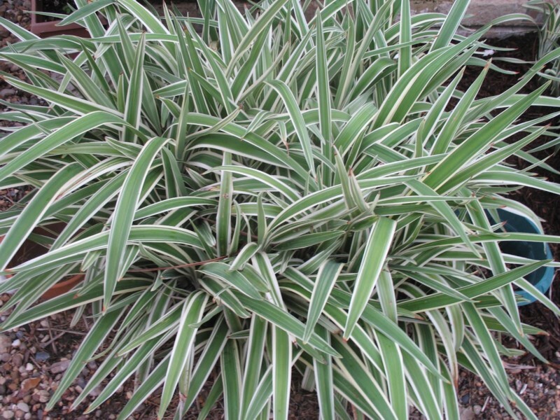 Flax Lily