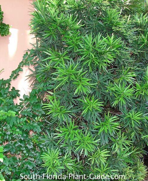 Podocarpus