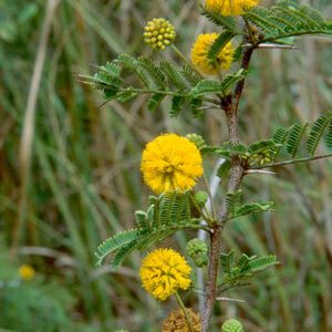 Pineland Acacia