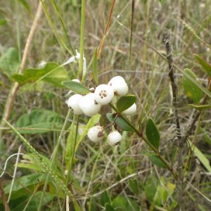 Pineland Snowberry