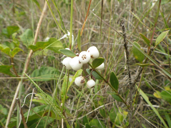 Pineland Snowberry