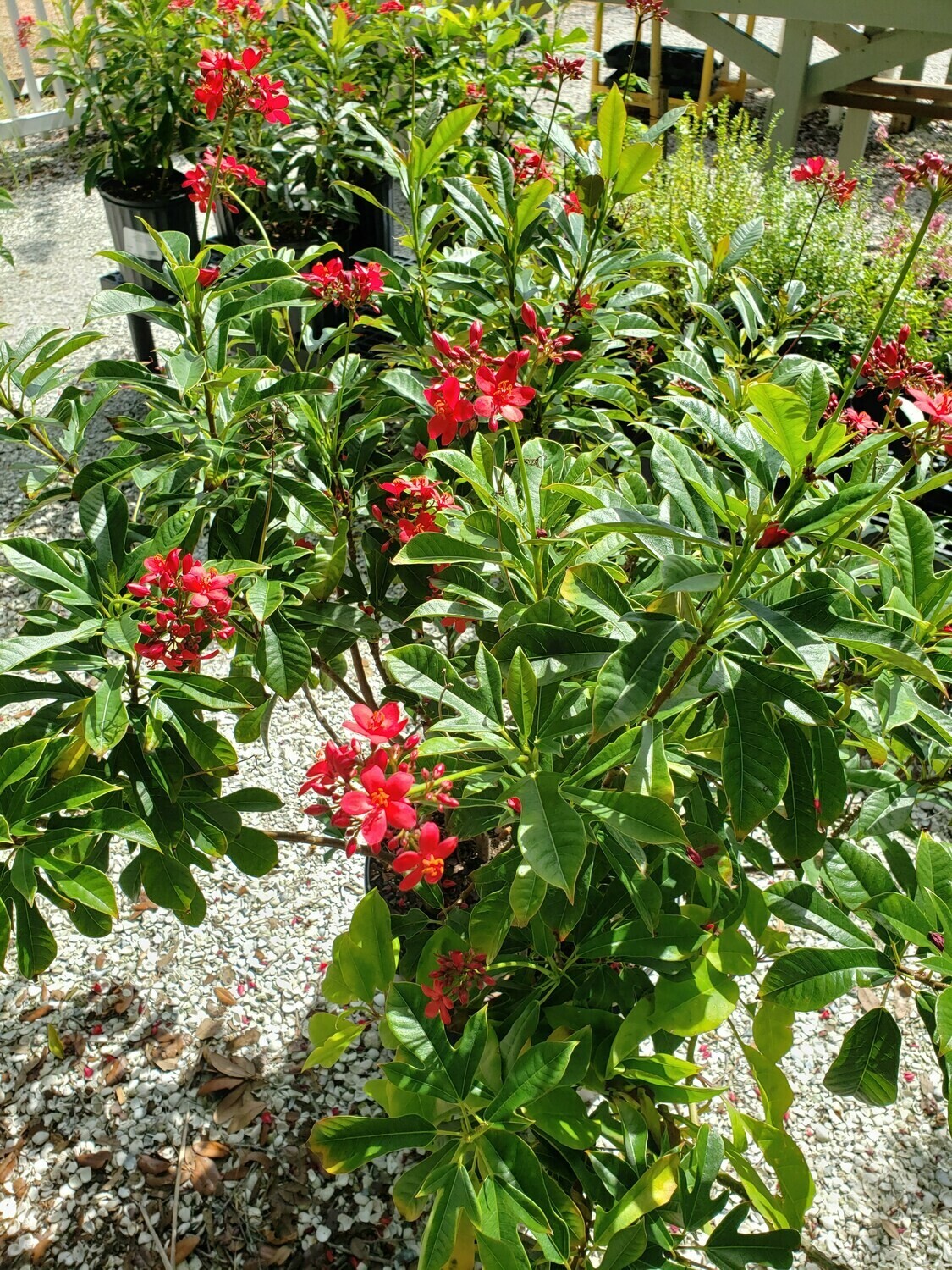 Non-Native Trees