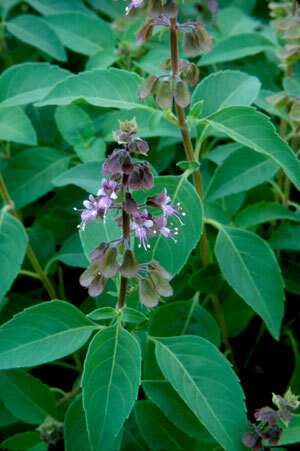 Florida Basil