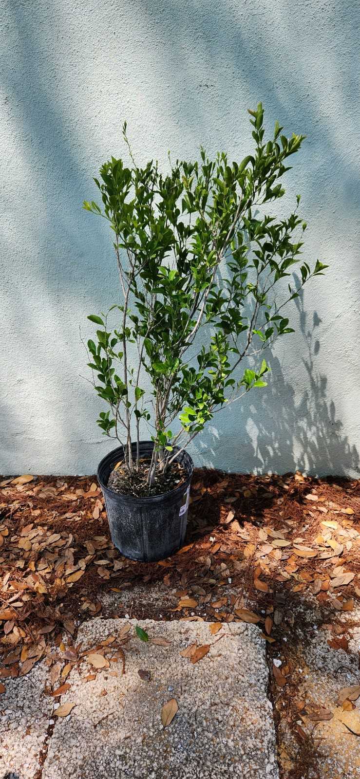 Florida Boxwood
