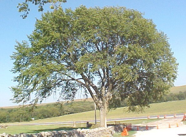 American Elm / Florida Elm