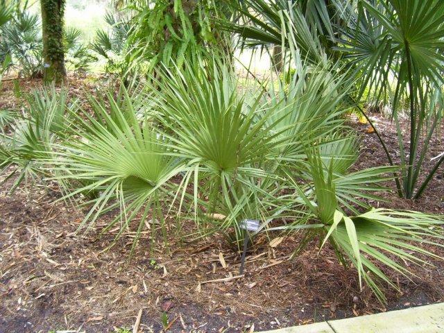 Scrub Palmetto (Sabal etonia)