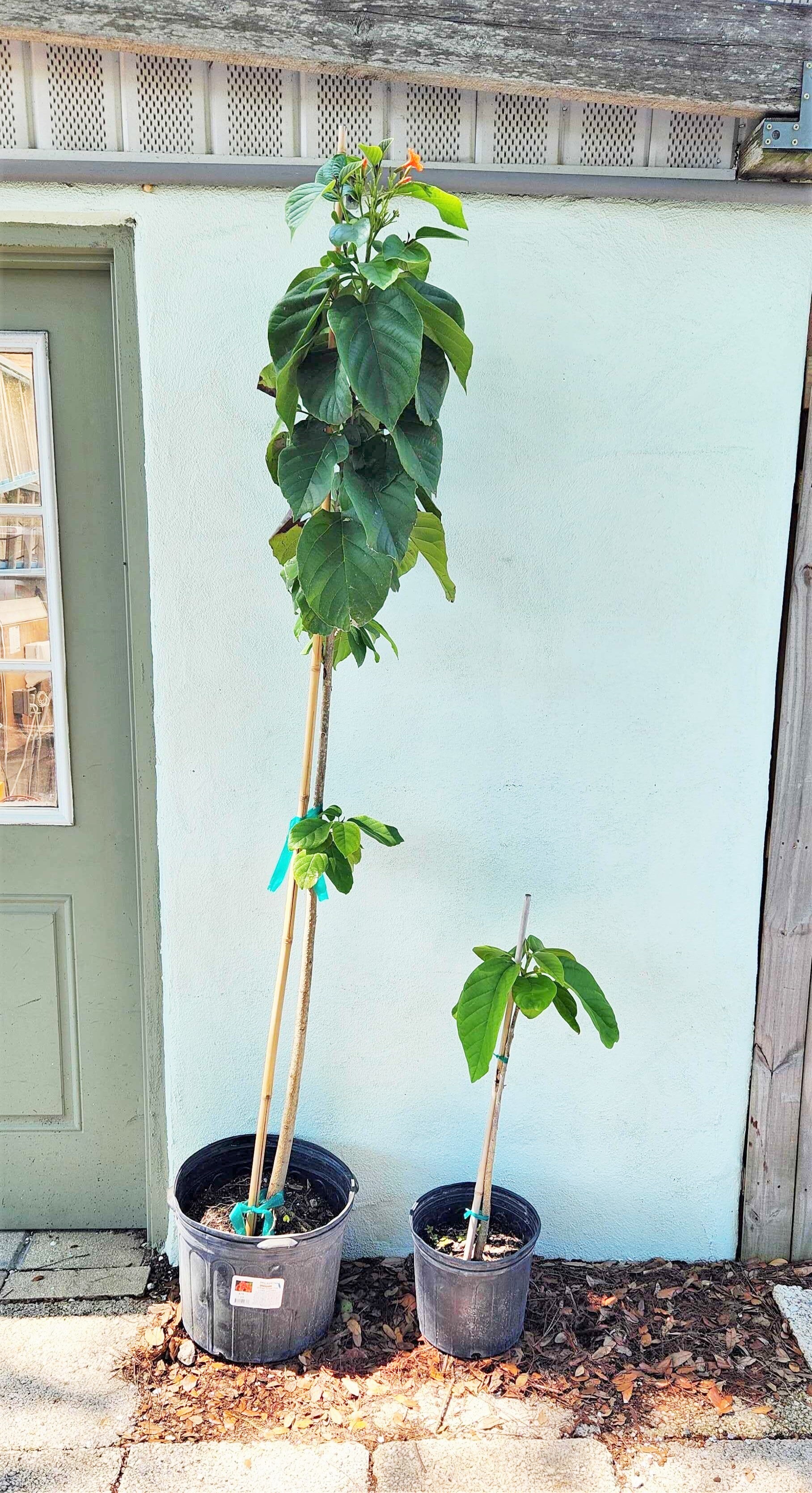 Geiger Tree
