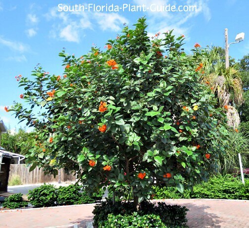 Geiger Tree